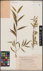 Salix babylonica L. x Salix nigra Marshall